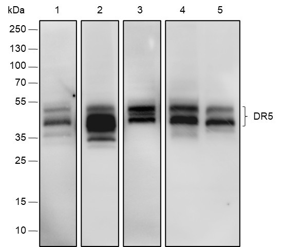 Recombinant DR5 Monoclonal Antibody (AGEL6783)