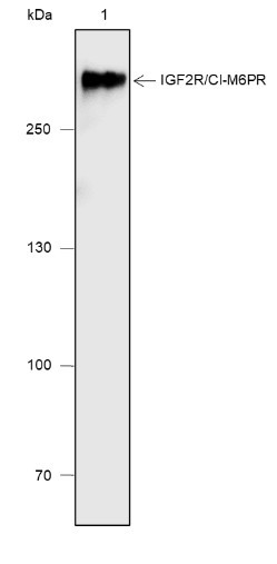 Recombinant IGF2R/CI-M6PR Monoclonal Antibody (AGEL6786)