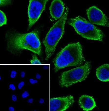 Recombinant Cdc42 Monoclonal Antibody (AGEL6787)