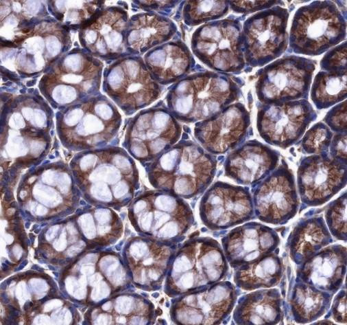 Recombinant Cdc42 Monoclonal Antibody (AGEL6787)