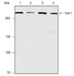 Recombinant TAF1 Monoclonal Antibody (AGEL6789)