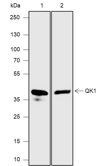 Recombinant QKI Monoclonal Antibody (AGEL6790)