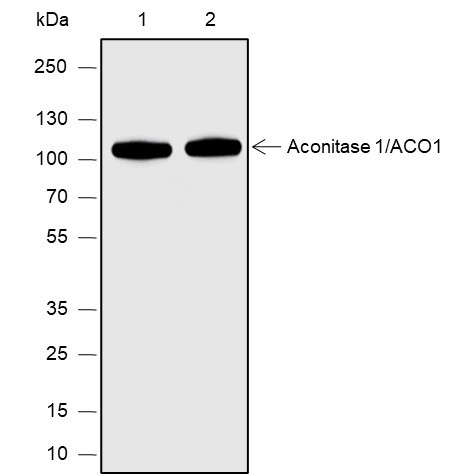 Recombinant Aconitase 1/ACO1 Monoclonal Antibody (AGEL6798)