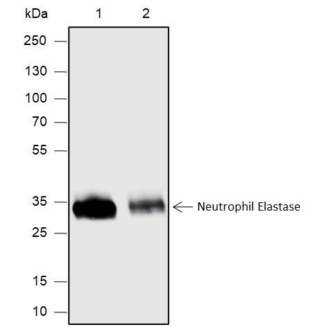 Recombinant Neutrophil Elastase Monoclonal Antibody (AGEL6800)