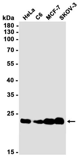 Recombinant Glutathione Peroxidase 4 Monoclonal Antibody (AGEL6802)