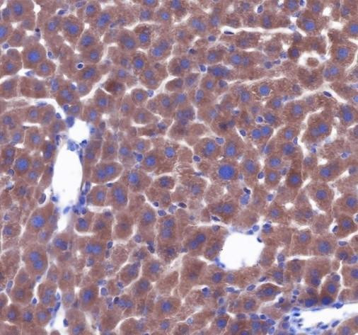 Recombinant PRAS40 Monoclonal Antibody (AGEL6804)