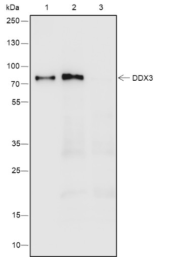 Recombinant DDX3 Monoclonal Antibody (AGEL6805)