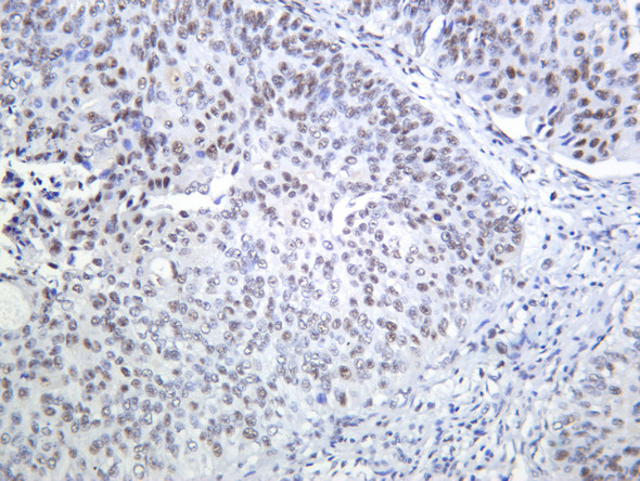 Recombinant Cdc25C Monoclonal Antibody (AGEL6809)