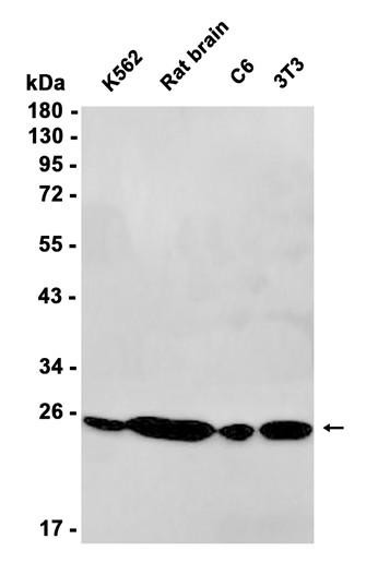Recombinant UQCRFS1/RISP Monoclonal Antibody (AGEL6810)