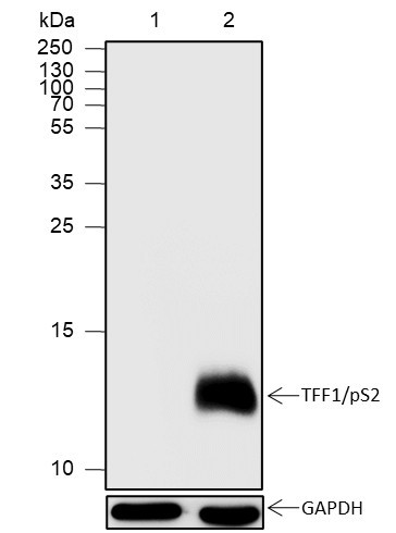 Recombinant TFF1/pS2 Monoclonal Antibody (AGEL6818)