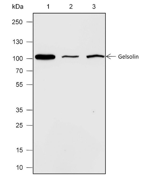 Recombinant Gelsolin Monoclonal Antibody (AGEL6822)