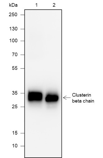 Recombinant Clusterin beta Chain Monoclonal Antibody (AGEL6826)
