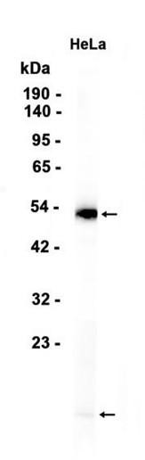 Recombinant TGF beta 1 Monoclonal Antibody (AGEL6828)