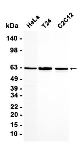 Recombinant SMARCD2 Monoclonal Antibody (AGEL6830)