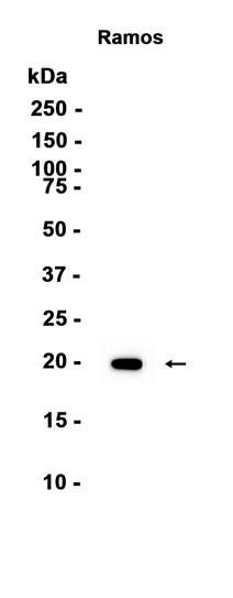 Recombinant ISG20 Monoclonal Antibody (AGEL6835)