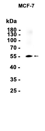 Recombinant Glypican 1 Monoclonal Antibody (AGEL6837)