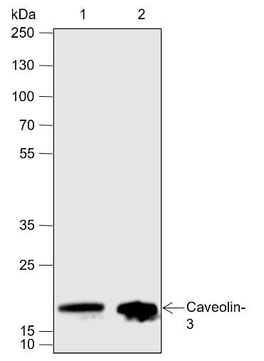 Recombinant Caveolin-3 Monoclonal Antibody (AGEL6841)