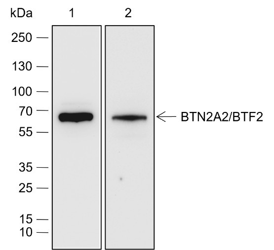 Recombinant BTN2A2/BTF2 Monoclonal Antibody (AGEL6843)
