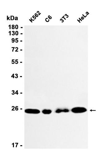 Recombinant Rab8A Monoclonal Antibody (AGEL6849)