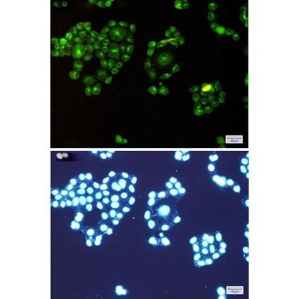 Recombinant Rab8A Monoclonal Antibody (AGEL6849)