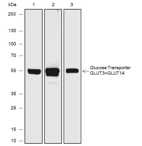 Recombinant GLUT3+GLUT14 Monoclonal Antibody (AGEL6855)