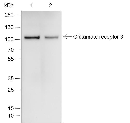 Recombinant Glutamate receptor 3 Monoclonal Antibody (AGEL6871)