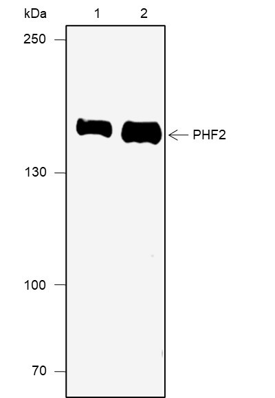 Recombinant PHF2 Monoclonal Antibody (AGEL6878)
