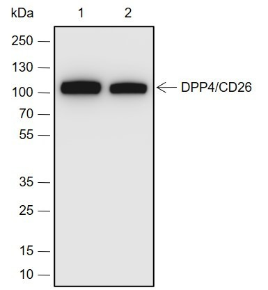 Recombinant DPP4/CD26 Monoclonal Antibody (AGEL6890)