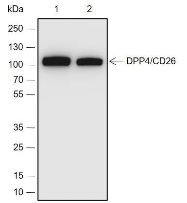 Recombinant DPP4/CD26 Monoclonal Antibody (AGEL6890)