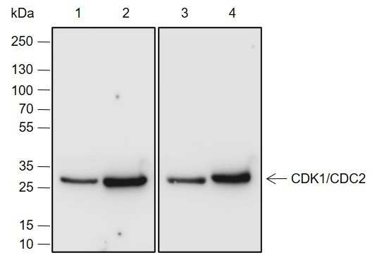 Recombinant CDK1/Cdc2 Monoclonal Antibody (AGEL6895)