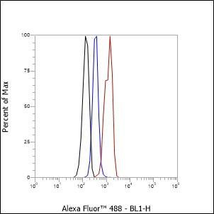 Recombinant CDK1/Cdc2 Monoclonal Antibody (AGEL6895)