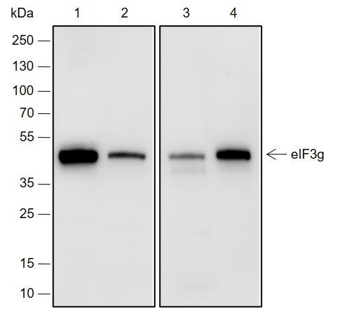 Recombinant eIF3G Monoclonal Antibody (AGEL6899)