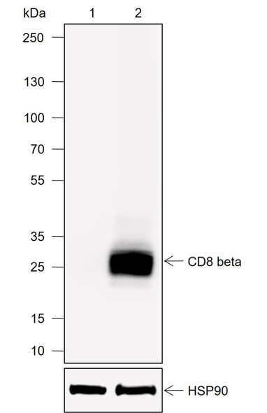 Recombinant CD8 beta Monoclonal Antibody (AGEL6908)
