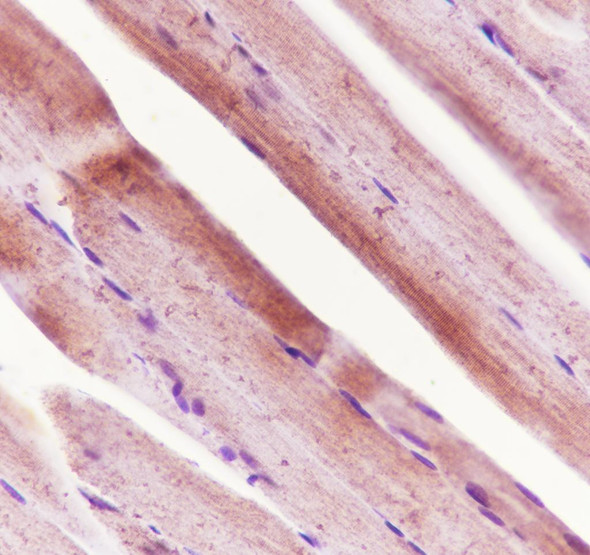 Recombinant Ryanodine Receptor Monoclonal Antibody (AGEL6909)
