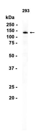 Recombinant APAF1 Monoclonal Antibody (AGEL6915)