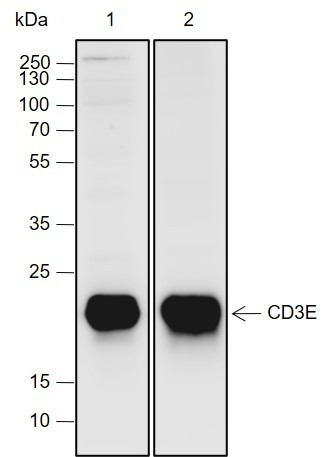 Recombinant CD3E Monoclonal Antibody (AGEL6919)