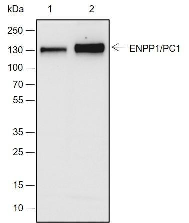 Recombinant ENPP1/PC1 Monoclonal Antibody (AGEL6920)