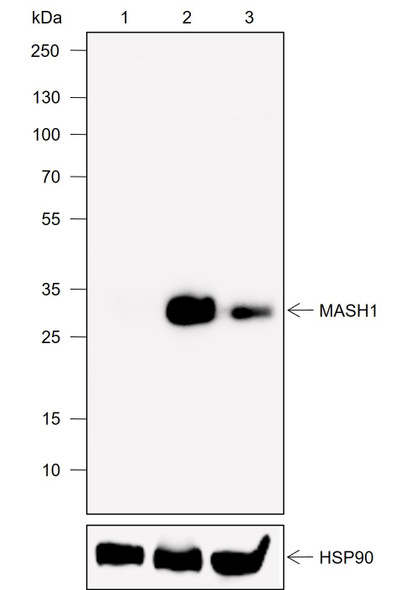 Recombinant MASH1 Monoclonal Antibody (AGEL6924)