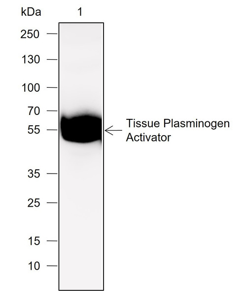 Recombinant Tissue Plasminogen Activator Monoclonal Antibody (AGEL6931)