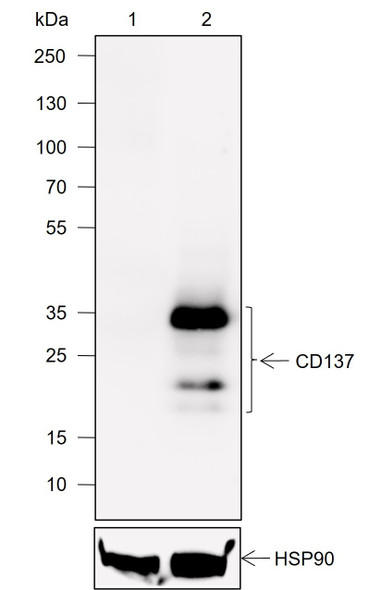 Recombinant CD137 Monoclonal Antibody (AGEL6932)