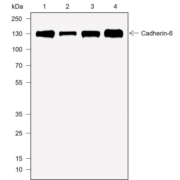Recombinant Cadherin-6 Monoclonal Antibody (AGEL6934)