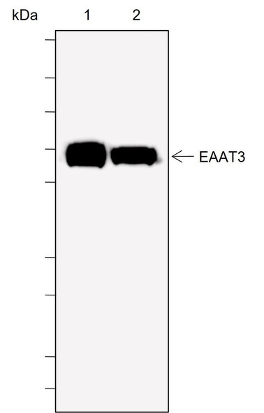 Recombinant EAAT3 Monoclonal Antibody (AGEL6935)