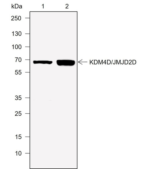 Recombinant JMJD2D Monoclonal Antibody (AGEL6944)