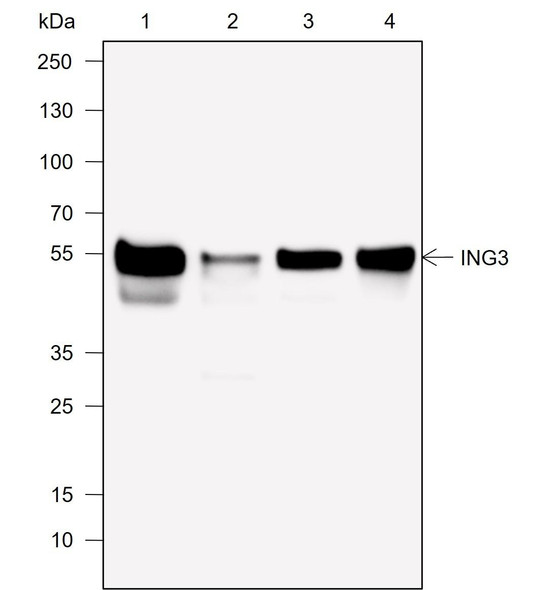 Recombinant ING3 Monoclonal Antibody (AGEL6946)
