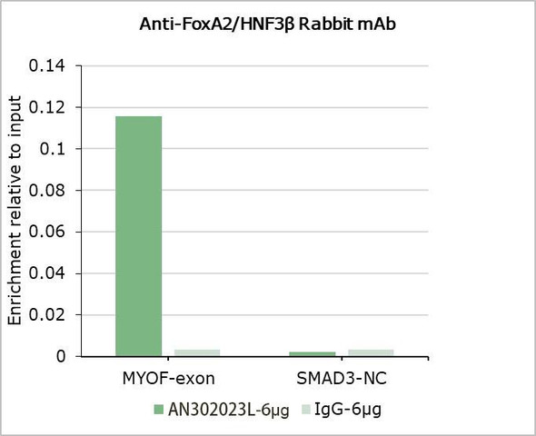 Recombinant FOXA2 Monoclonal Antibody (AGEL6949)