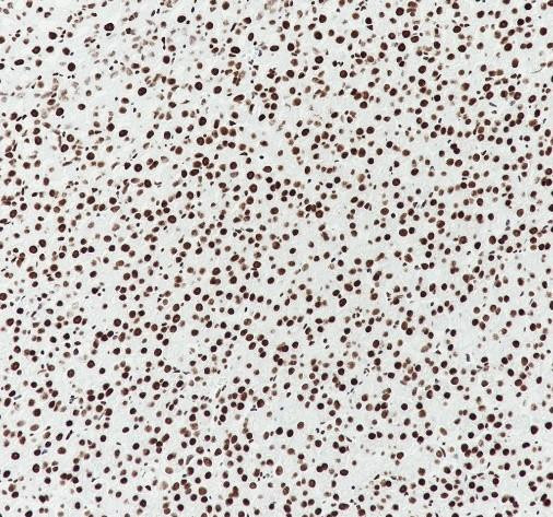 Recombinant Histone H3.3 Monoclonal Antibody (AGEL6950)
