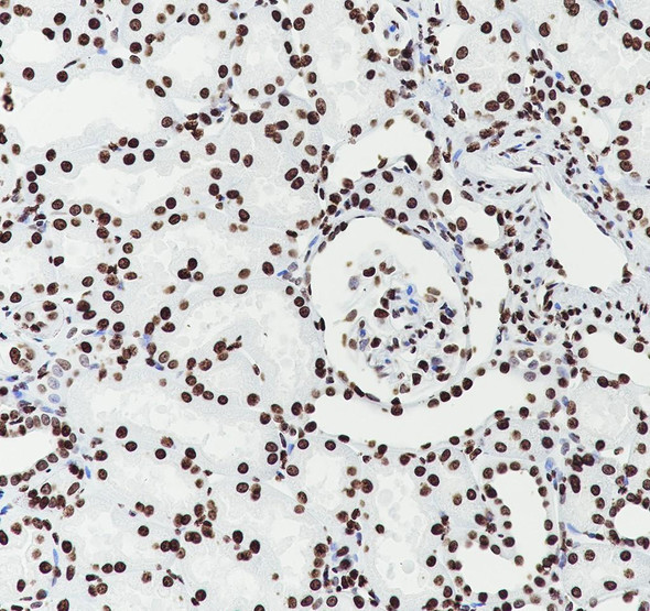 Recombinant Histone H3.3 Monoclonal Antibody (AGEL6950)