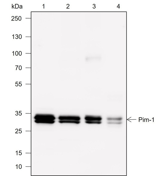 Recombinant Pim-1 Monoclonal Antibody (AGEL6951)