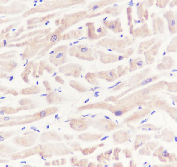 Recombinant SHIP-2 Monoclonal Antibody (AGEL6955)