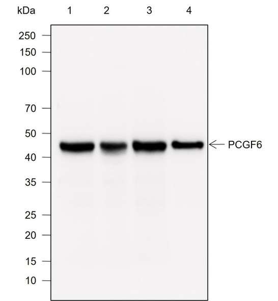 Recombinant PCGF6 Monoclonal Antibody (AGEL6957)